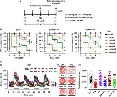Adhesion Molecule L1 Agonist Mimetics Protect Against the Pesticide Paraquat-Induced Locomotor Deficits and Biochemical Alterations in Zebrafish